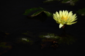 Enlarge photo 81