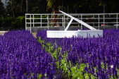 Enlarge photo 83