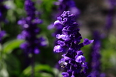 Enlarge photo 85