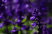 Enlarge photo 87