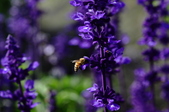 Enlarge photo 92