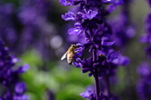Enlarge photo 96
