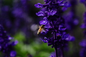 Enlarge photo 97