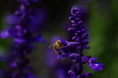 Enlarge photo 98