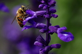 Enlarge photo 102