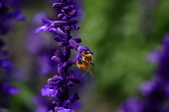 Enlarge photo 104