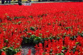 Enlarge photo 106