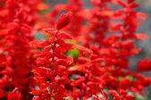Enlarge photo 108