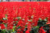 Enlarge photo 109