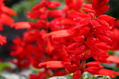Enlarge photo 110