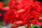 Enlarge photo 111
