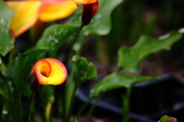 Enlarge photo 115