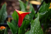 Enlarge photo 116