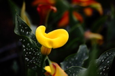 Enlarge photo 117
