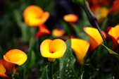 Enlarge photo 118