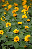 Enlarge photo 119