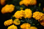 Enlarge photo 129