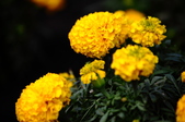 Enlarge photo 131