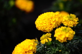 Enlarge photo 132
