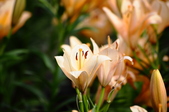 Enlarge photo 134
