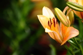 Enlarge photo 135