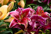 Enlarge photo 138