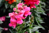 Enlarge photo 141