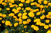 Enlarge photo 145