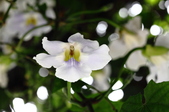 Enlarge photo 146