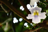 Enlarge photo 147