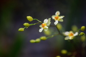 Enlarge photo 152