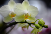 Enlarge photo 167