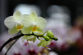 Enlarge photo 169