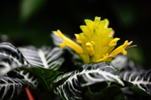 Enlarge photo 174
