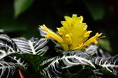 Enlarge photo 175