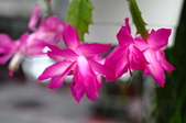 Enlarge photo 176