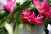 Enlarge photo 178