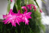 Enlarge photo 186
