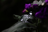 Enlarge photo 189