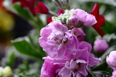 Enlarge photo 190
