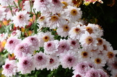 Enlarge photo 196