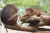 Borneo Macaque