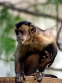 Brown Capuchin