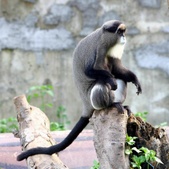 Cercopithecus neglectus