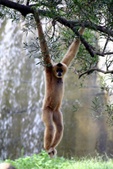 Chinese White-cheeked Gibbon