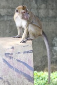 Crab-Eating Macaque