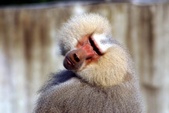 Hamadryad Baboon