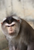 Macaca leonina