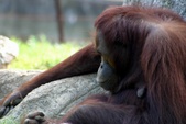 Orangutan
