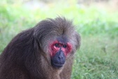  Red-Faced Macaque